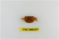 藏品(肥胖後相手蟹)的圖片